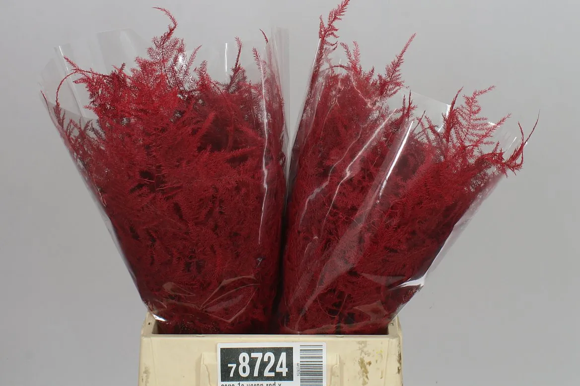 Aspa 1e Veren Red X50 • 45 cm