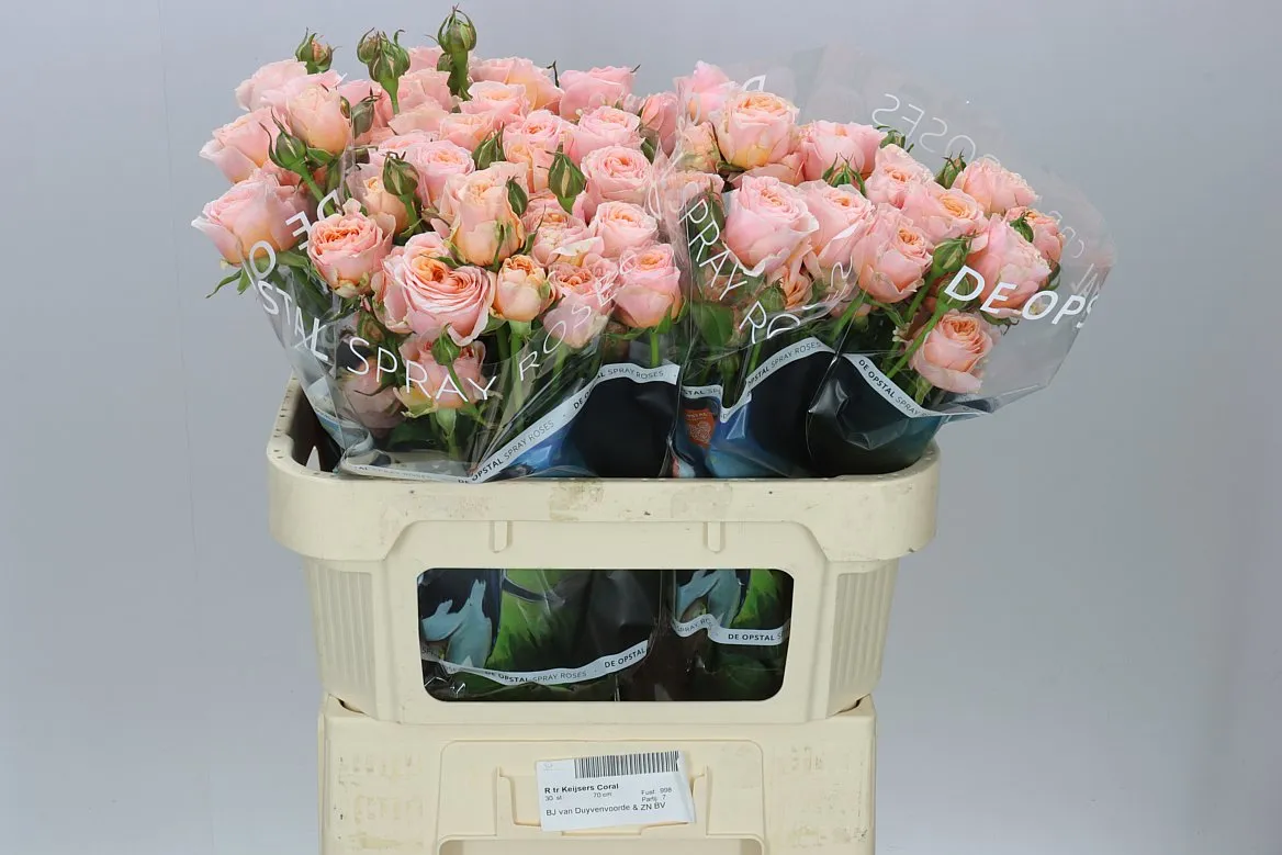 Ruža trsová Keijsers Coral • 70 cm
