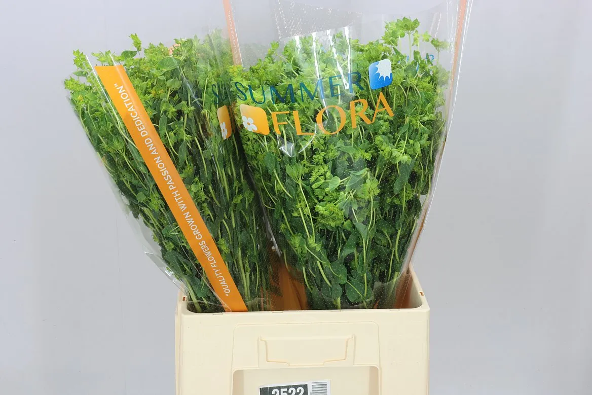 Bupleurum Griffithii • 70 cm