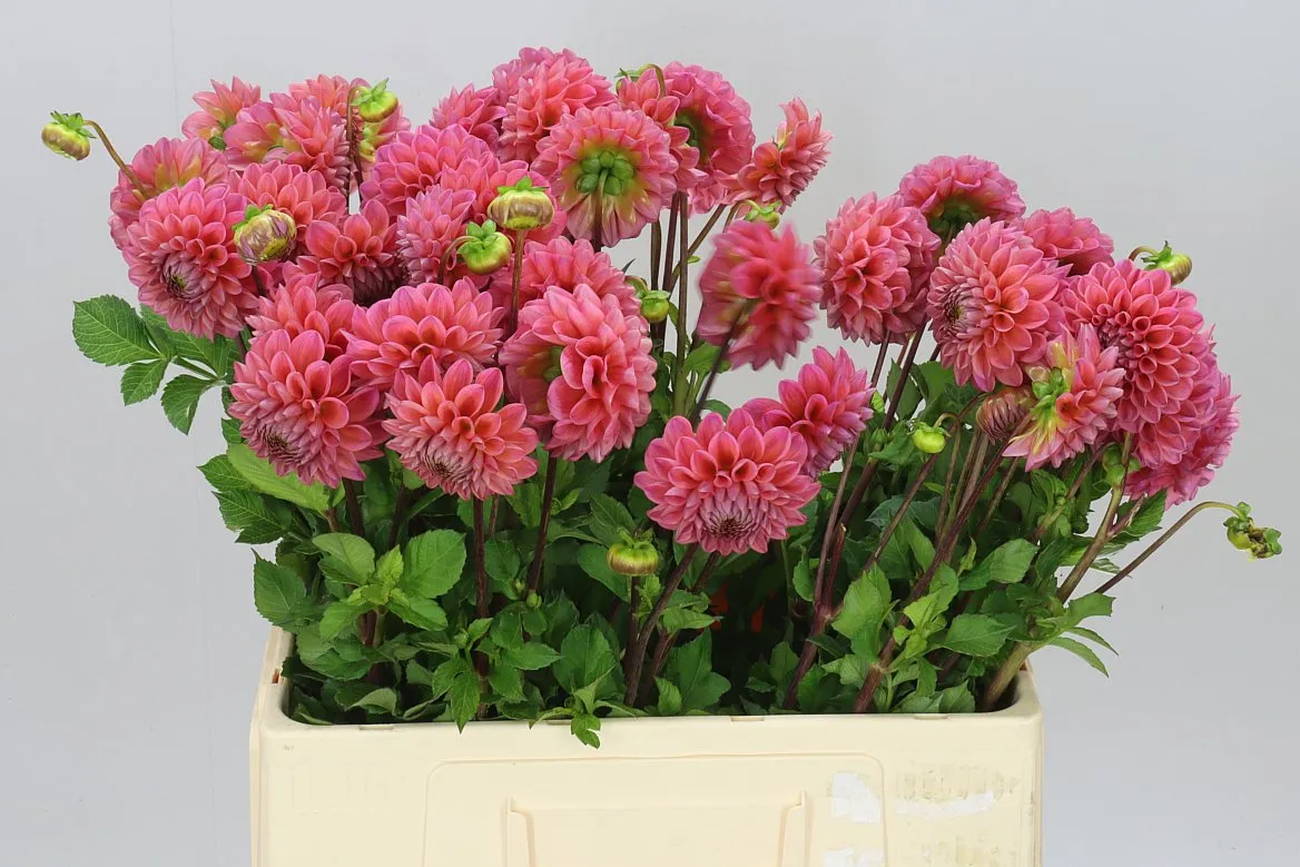 Dahlia Dikara Superb • 60 cm