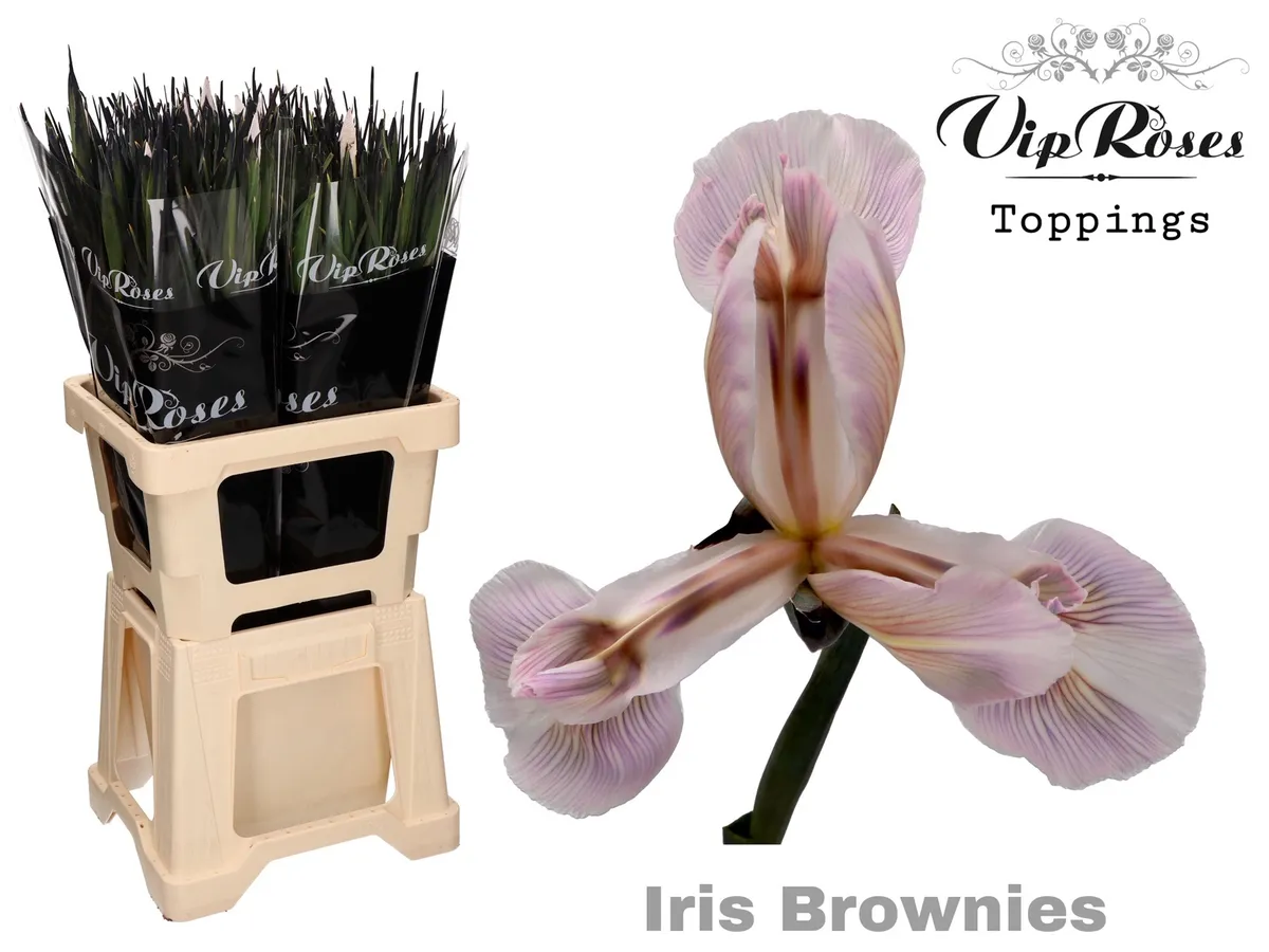 Kosatec Brownies • 55 cm