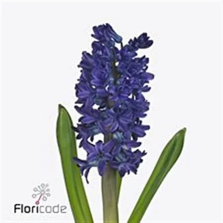 Hyacinthus Dark Ocean