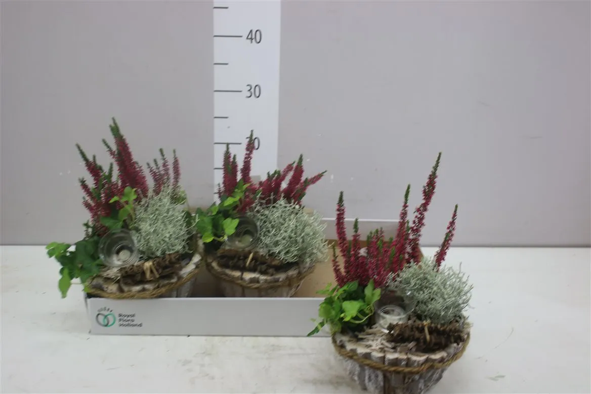 Arr Tuinplanten In Boomschorspot Wit Met Touwrand • črepník 20 cm