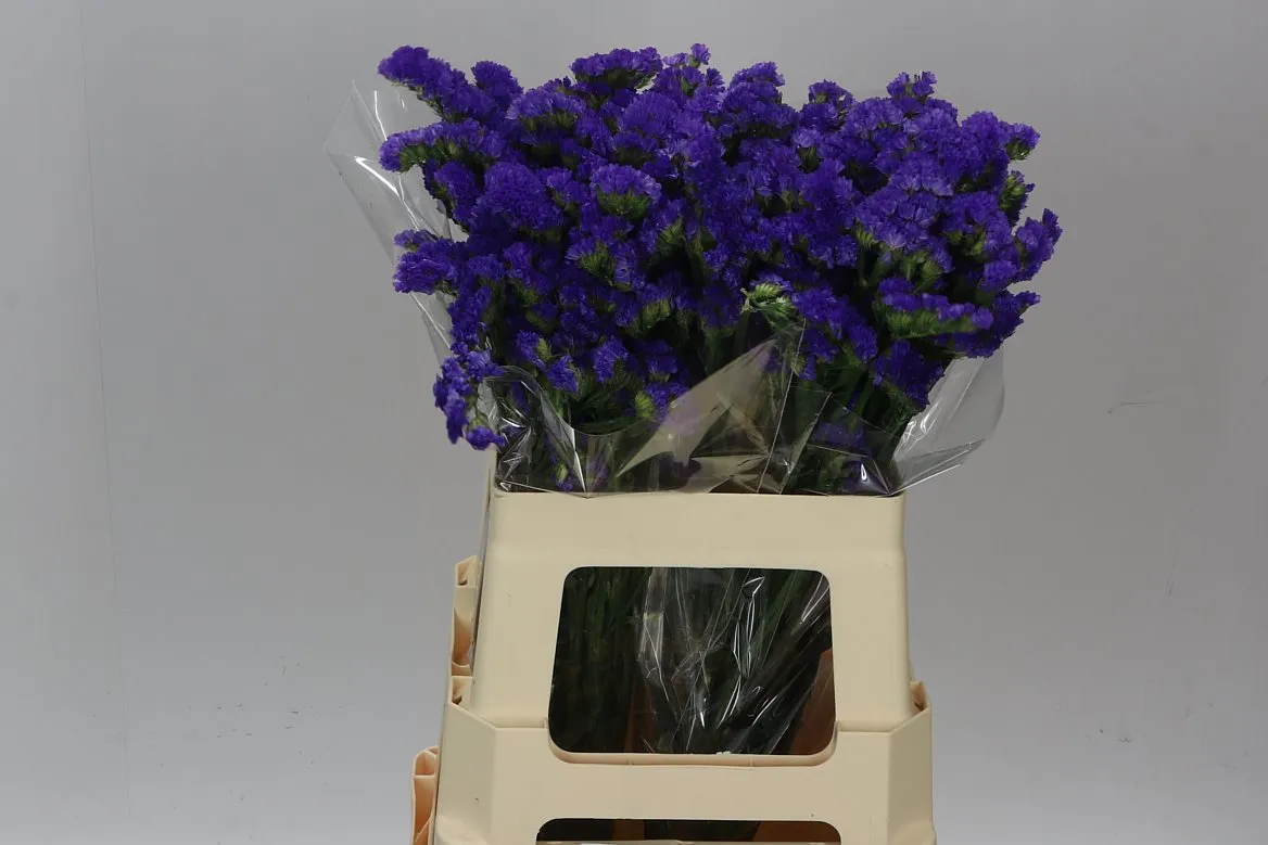 Lim. S Cry Dark Blue • 60 cm