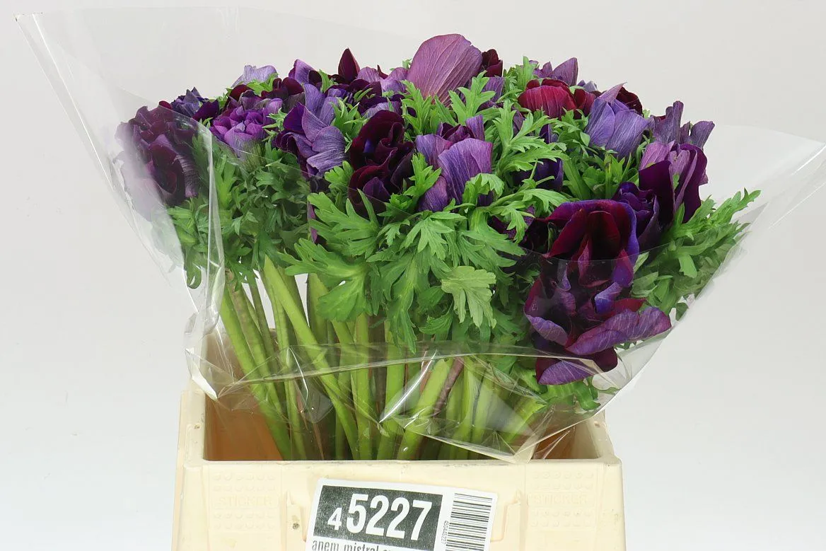 Anemonen Mistral Nero • 40 cm
