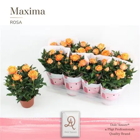 Rosa Amorosa Oranje • črepník 14 cm