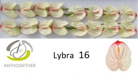 Antúrium Lybra