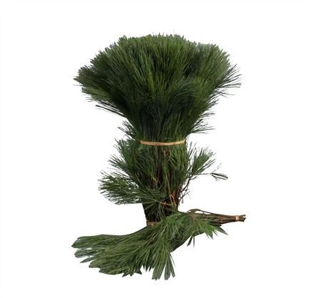 Borovica hladká By The Stem • 60 cm