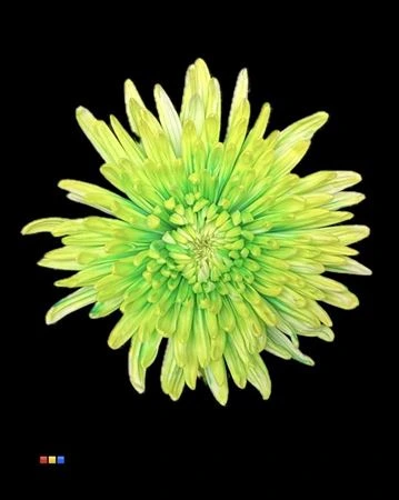 Chryzantéma veľkokvetá Topspin Brazil • 70 cm