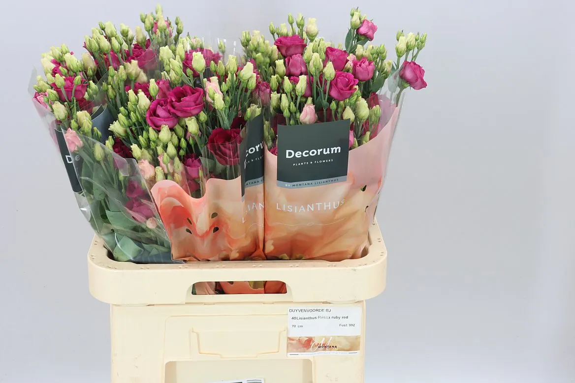 Eust Du Rosita Red • 70 cm