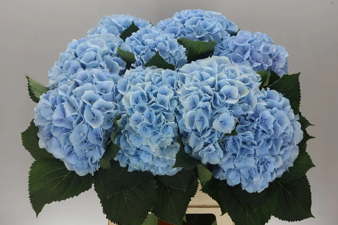 Hortenzia Verena Blue Pale • 80 cm