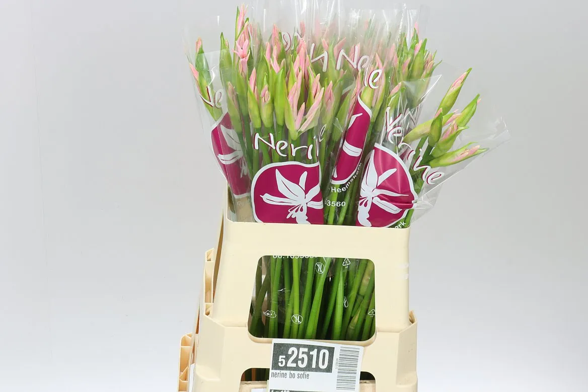 Nerine Bo Sofie • 60 cm