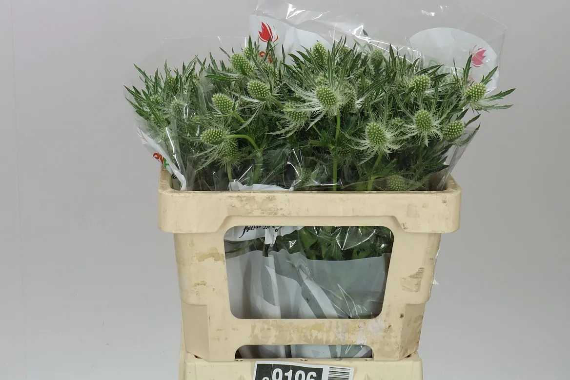 Eryngium Whit Lagoon • 50 cm