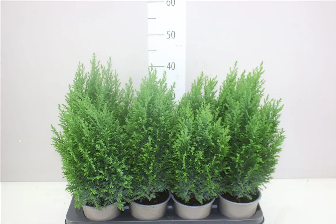 Chamaecyparis Lawsoniana Ellwoodii • črepník 13 cm