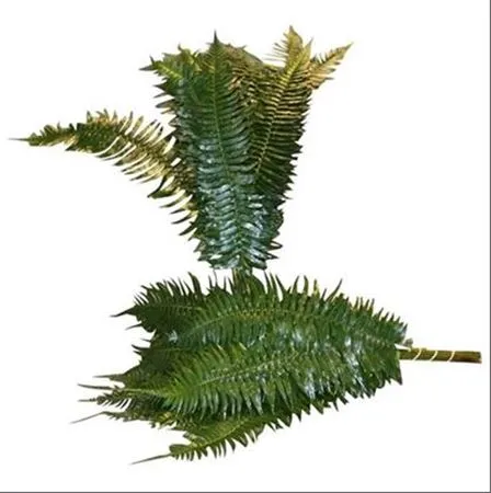Zwaardvaren • 55 cm