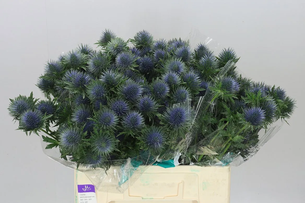 Eryngium Magnet • 60 cm