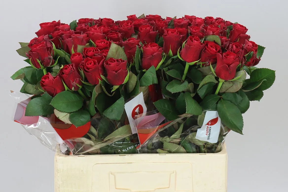 Rosa Gr Red Tacazzi+ • 60 cm