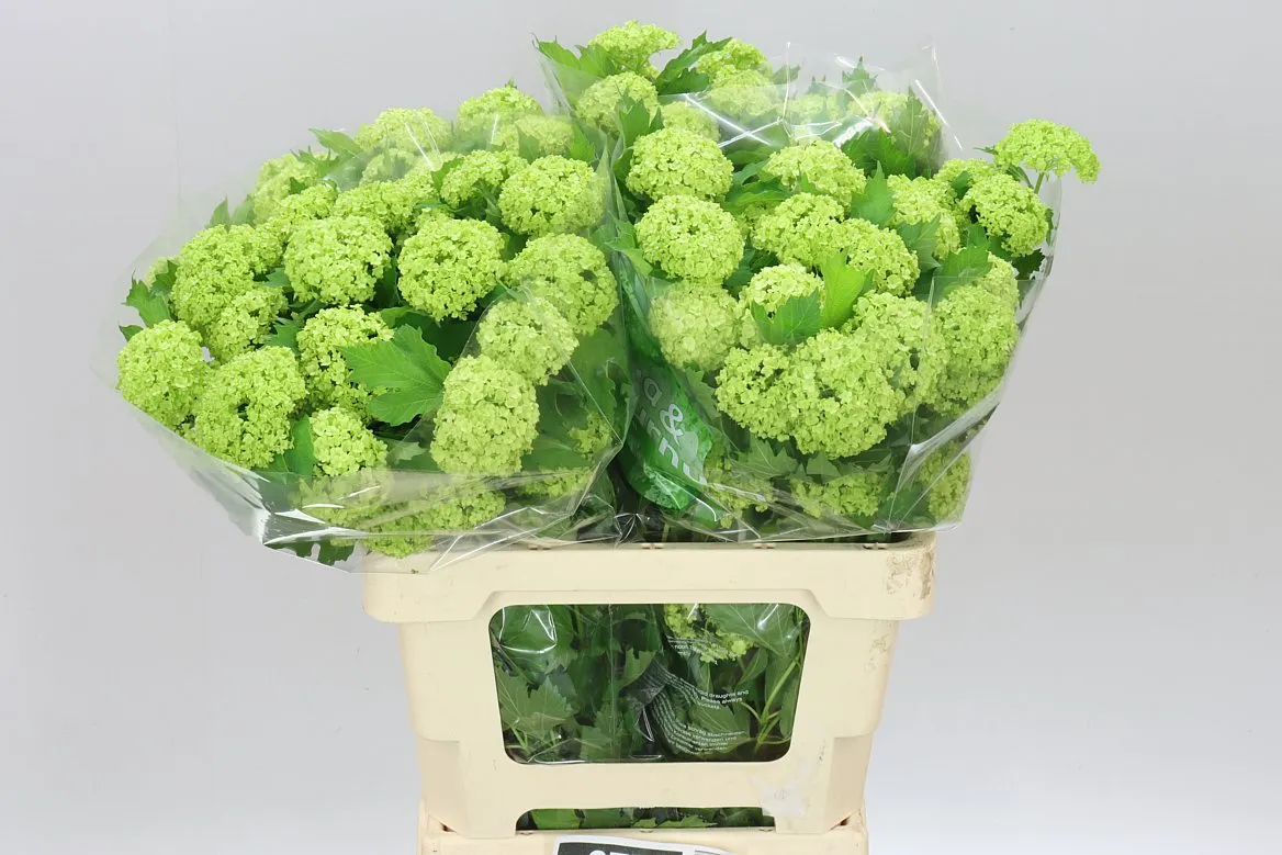 Viburnum Roseum • 60 cm