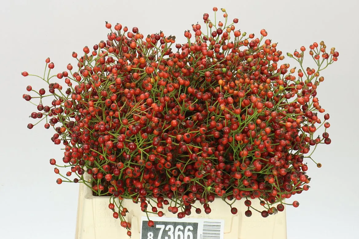 Šípky Plenty Ex • 40 cm