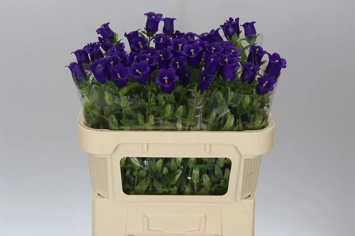 Campanula Champ Blue • 70 cm