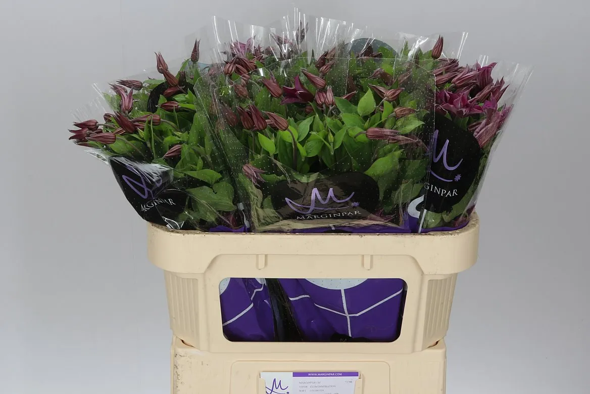 Clematis Amazing Kyiv • 70 cm