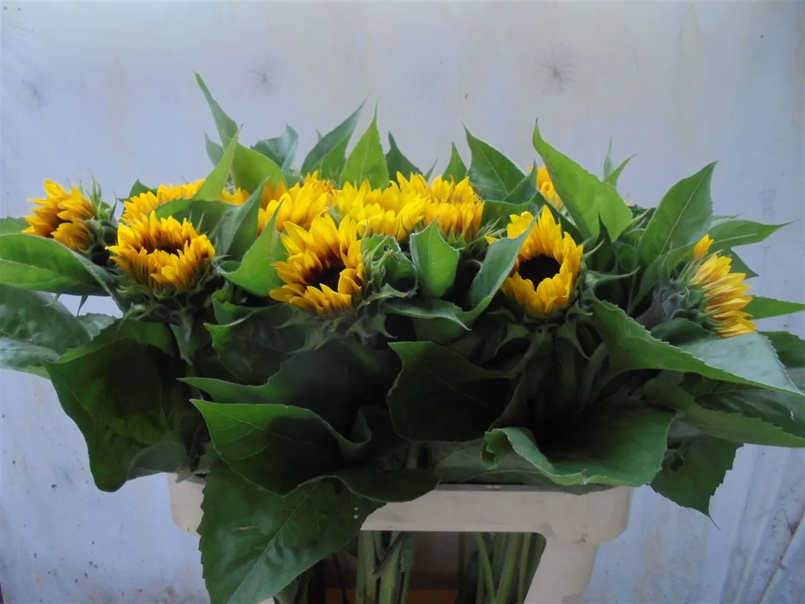 Helianthus A Ziggy • 80 cm
