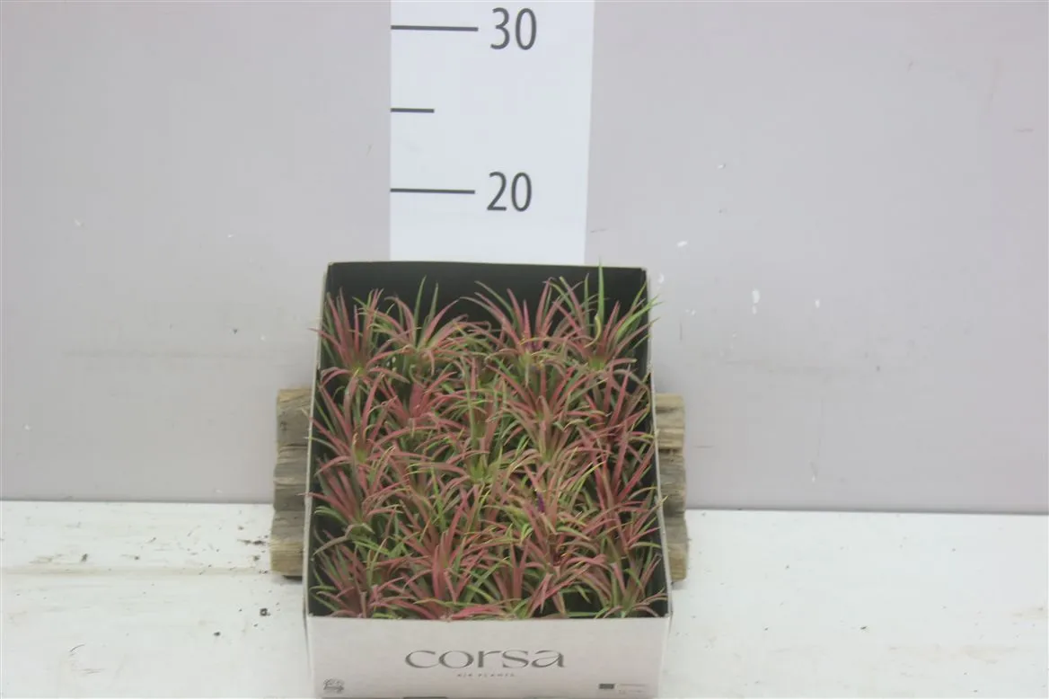Tillandsia červená Airplants • črepník 6 cm