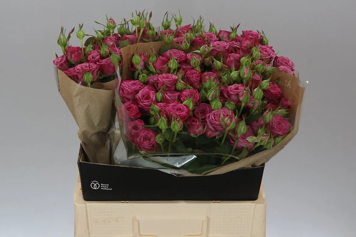 Ruža trsová Purple Queen • 60 cm