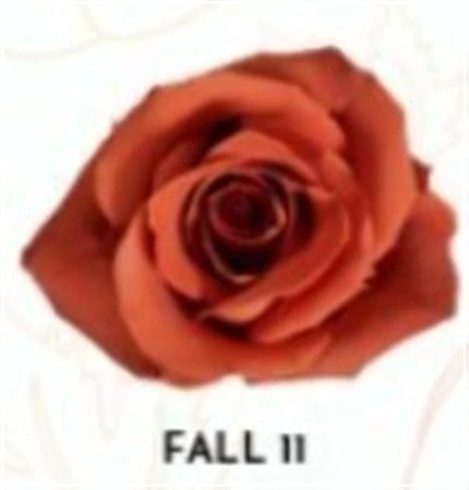 Ruža farbená Fall 11, Ekvádor • 50 cm