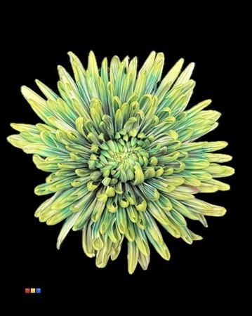 Chryzantéma veľkokvetá Topspin Hawai • 70 cm