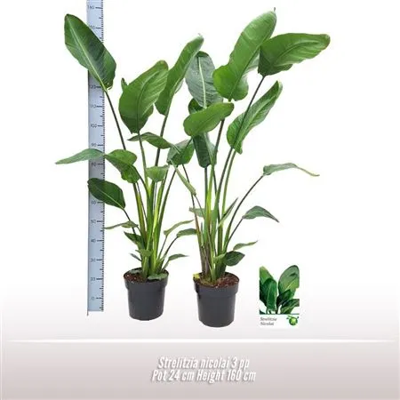 Strelitzia Nicolai 3 Per Pot • črepník 24 cm