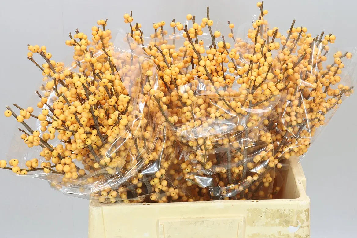 Ilex Golden Verboom • 60 cm
