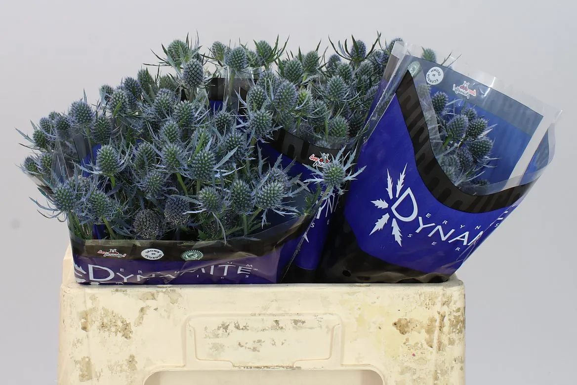 Eryngium Blue Dynamite • 50 cm