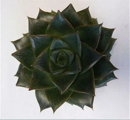 Echeveria Pupurea Cutflowers • 8 cm