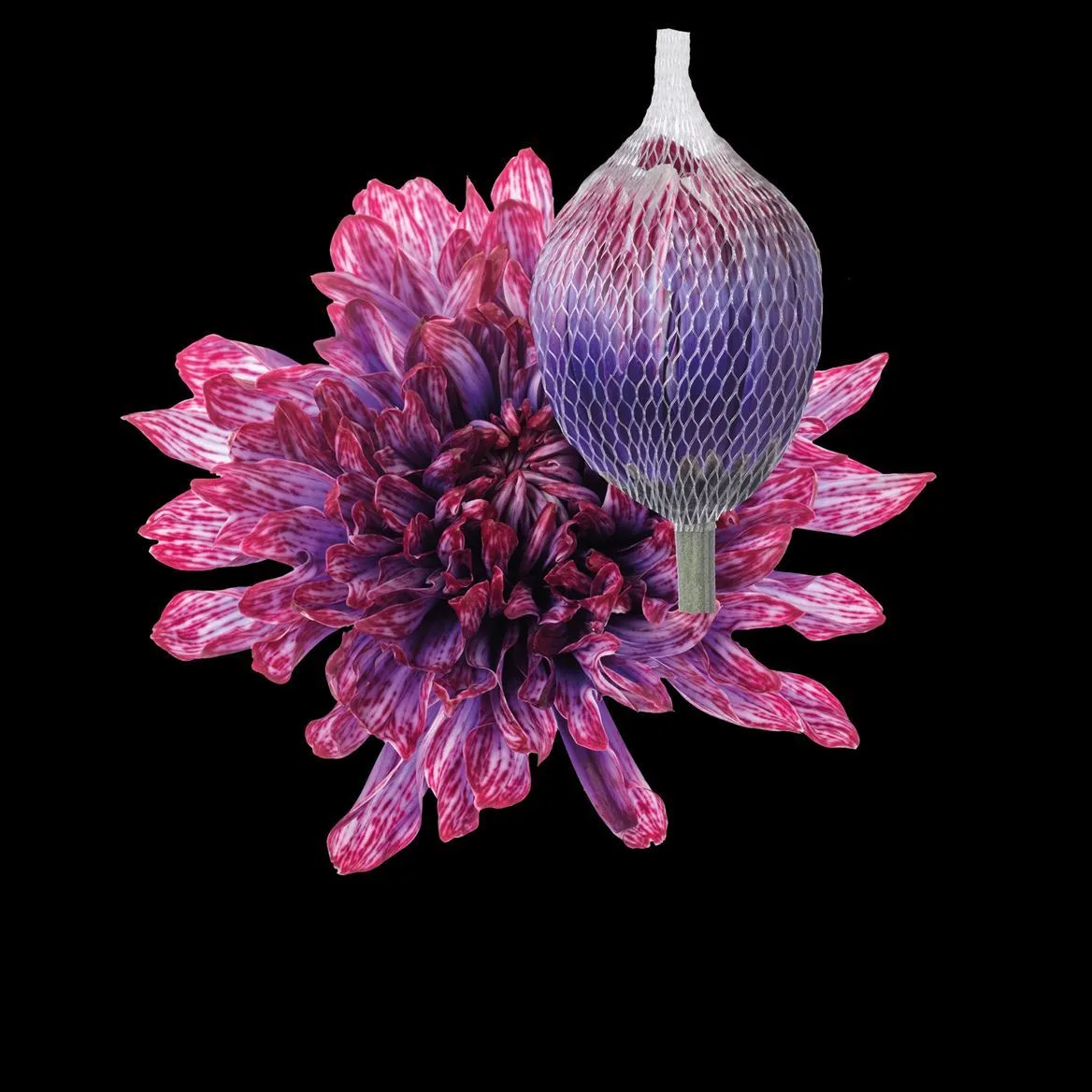Chryzantéma veľkokvetá Antonov Passion • 70 cm