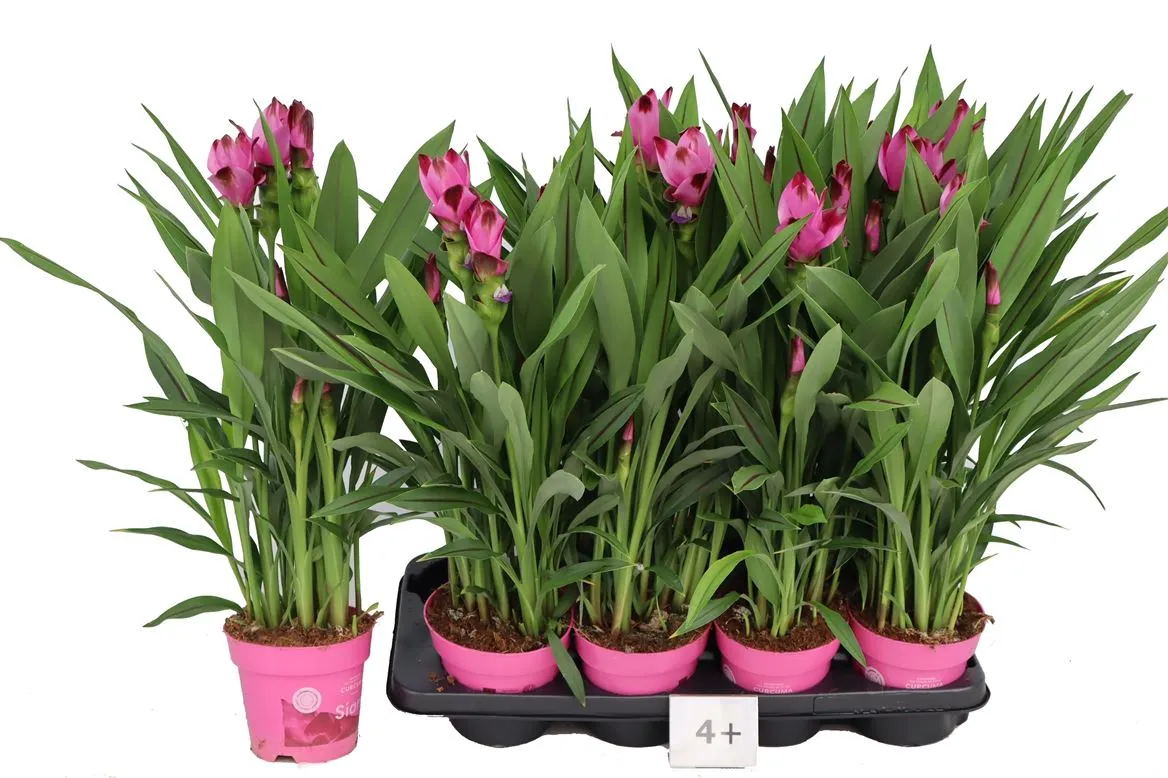 Curcuma Siam Splash • črepník 14 cm