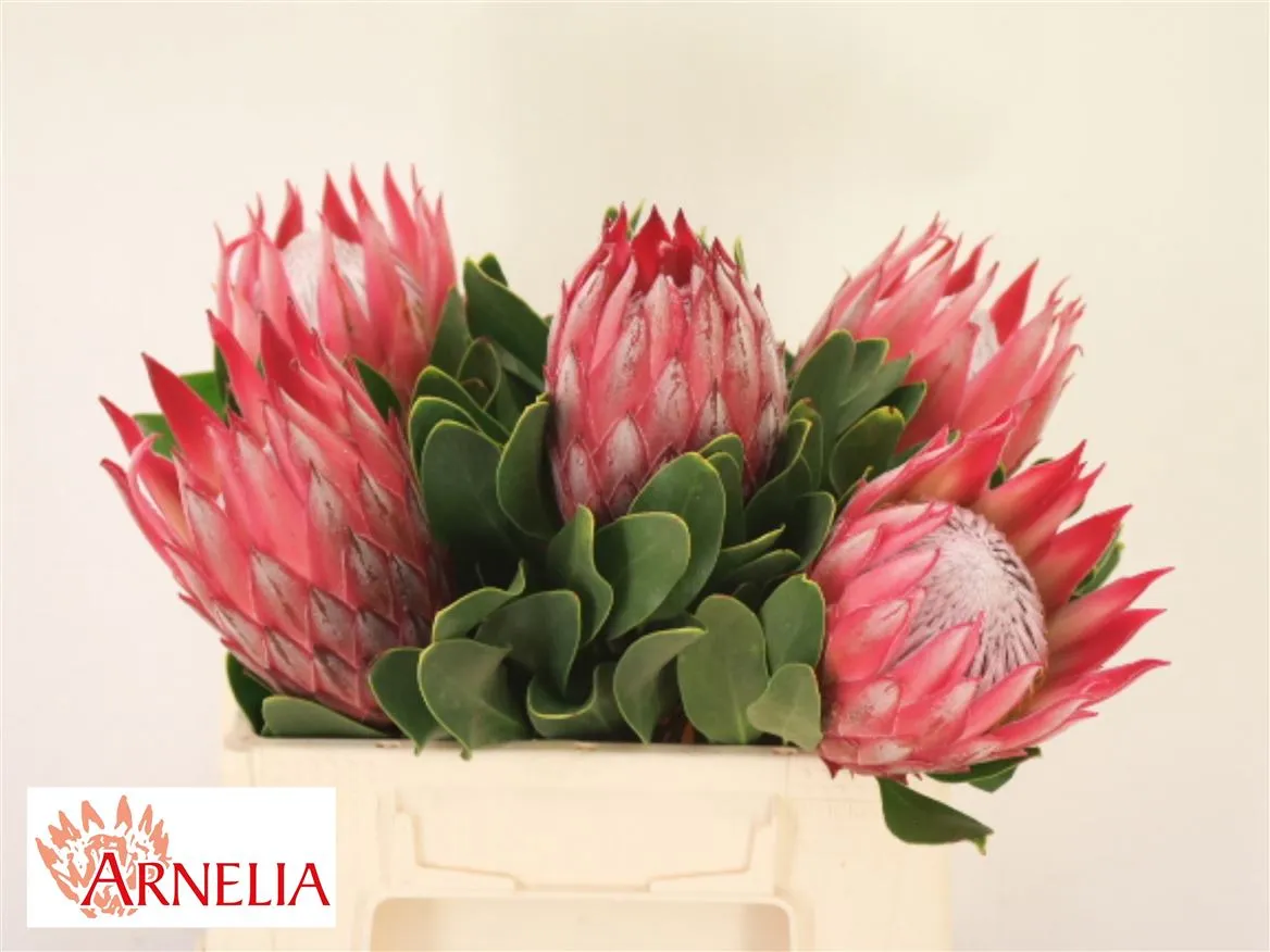 Protea Madiba • 40 cm