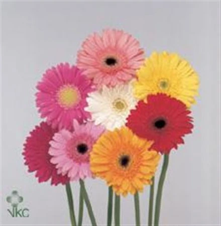Gerbera mix • 45 cm