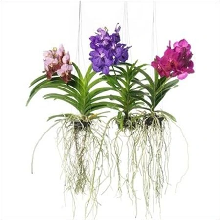 Orchidea Vanda mix L