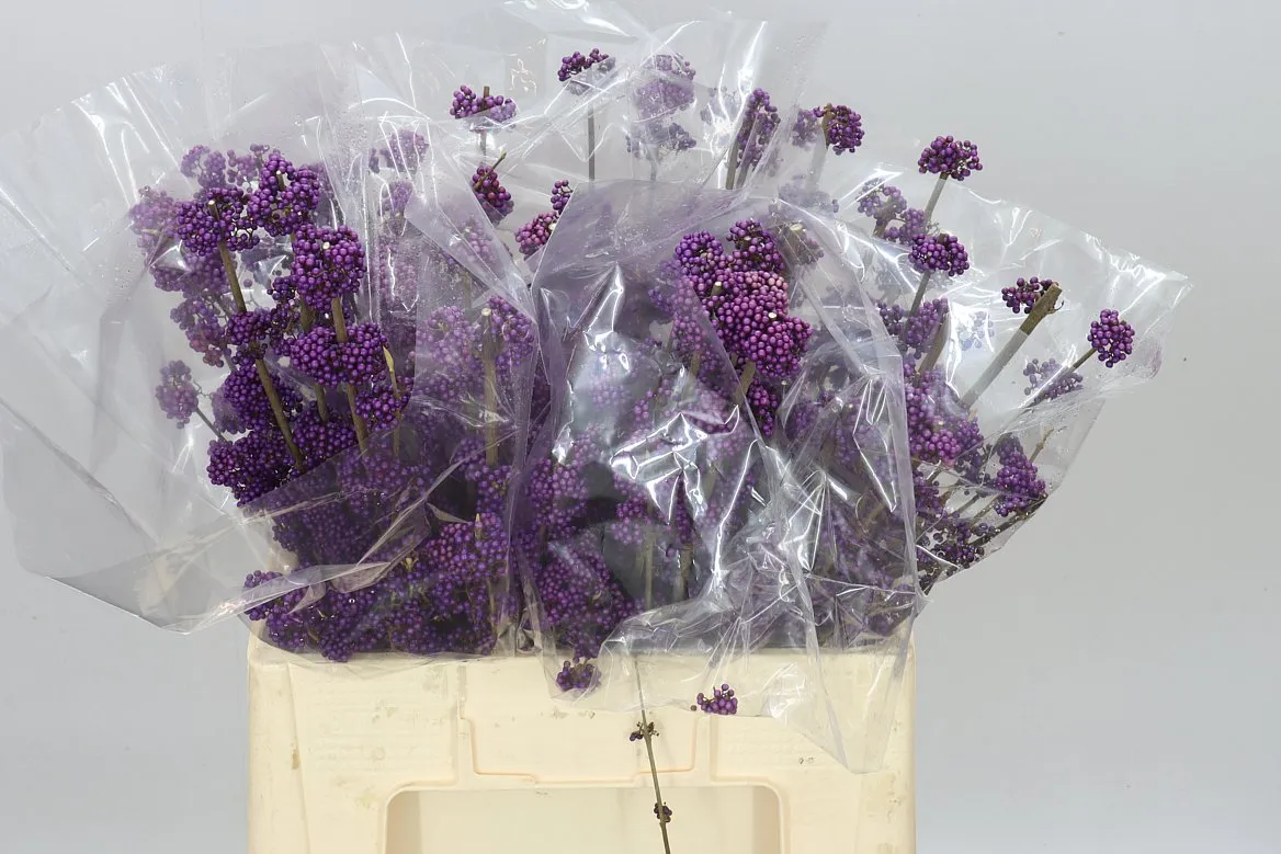 Callicarpa Bod Profusion • 60 cm