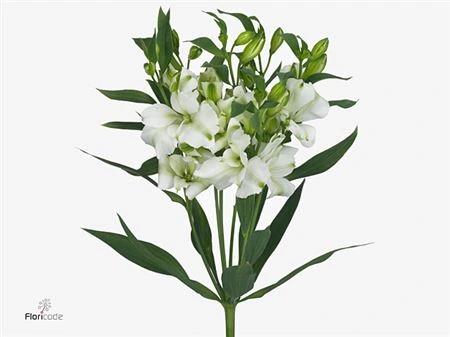 Alstroméria Charmelia White • 75 cm