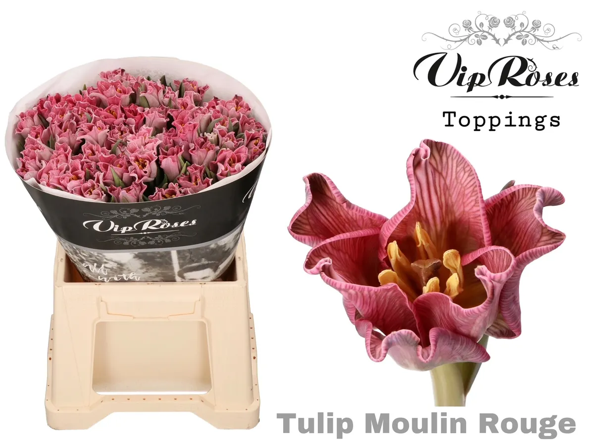Tu Co Coronet Moulin Rouge • 39 cm