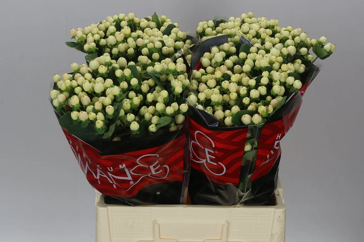 Hyperikum Cool Romance • 60 cm