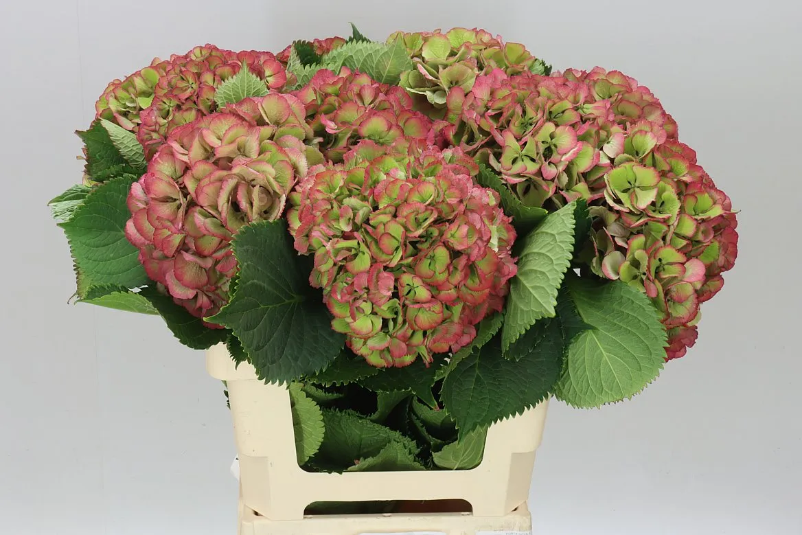 Hortenzia Elbtal Classic Green Red (vuurbaak) • 60 cm