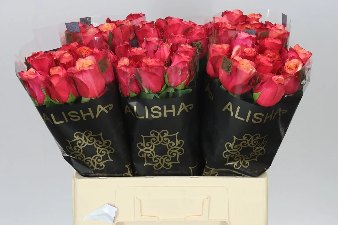 Rosa Gr Bogart • 60 cm