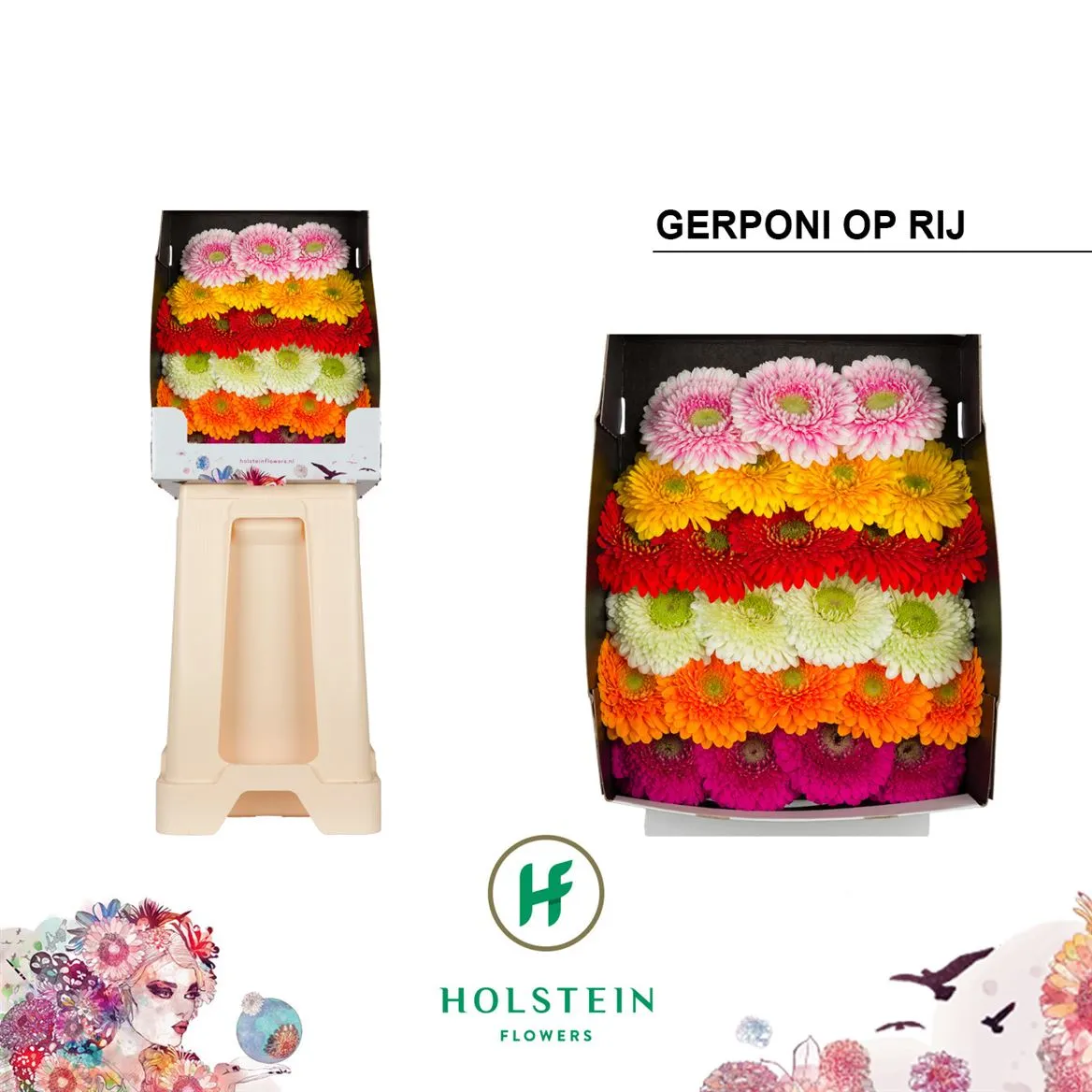 Germ D P Pomponi Mixed • 55 cm