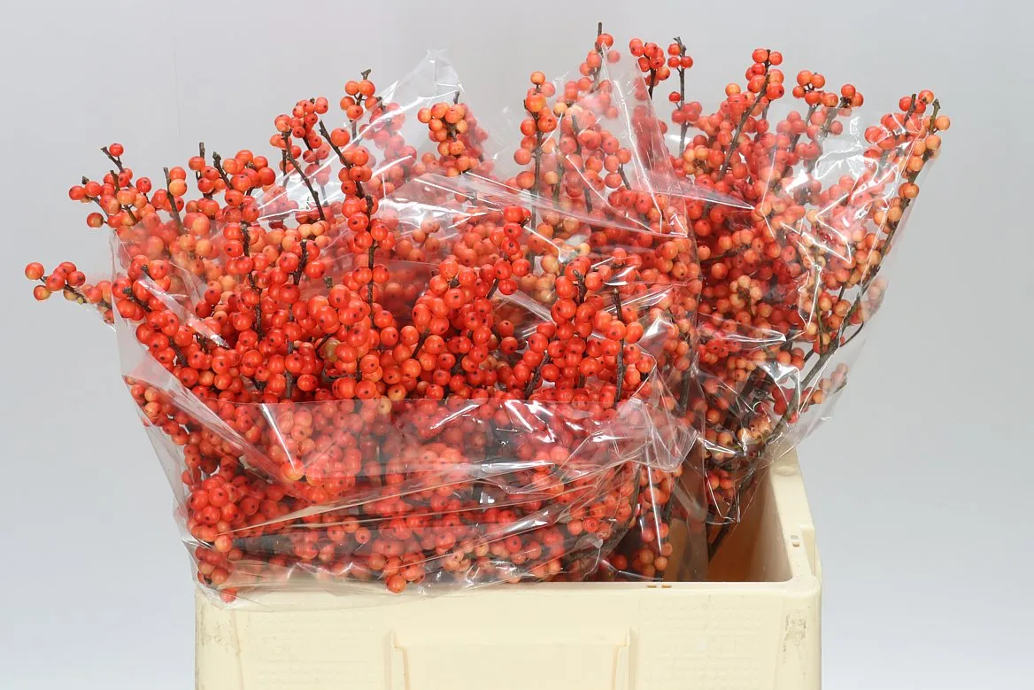 Ilex Oudijk's Orange • 60 cm
