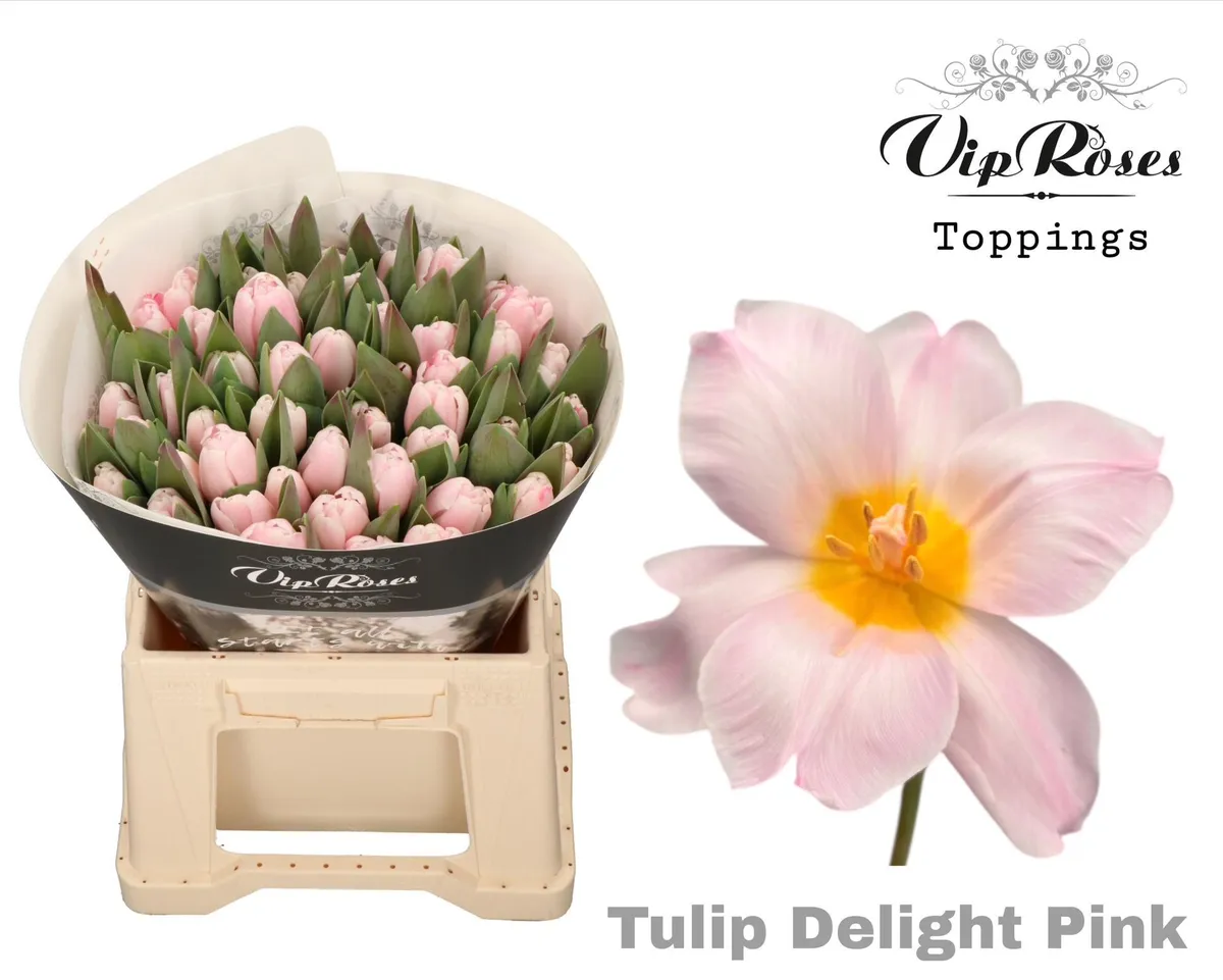 Tu En A Pink Delight • 40 cm