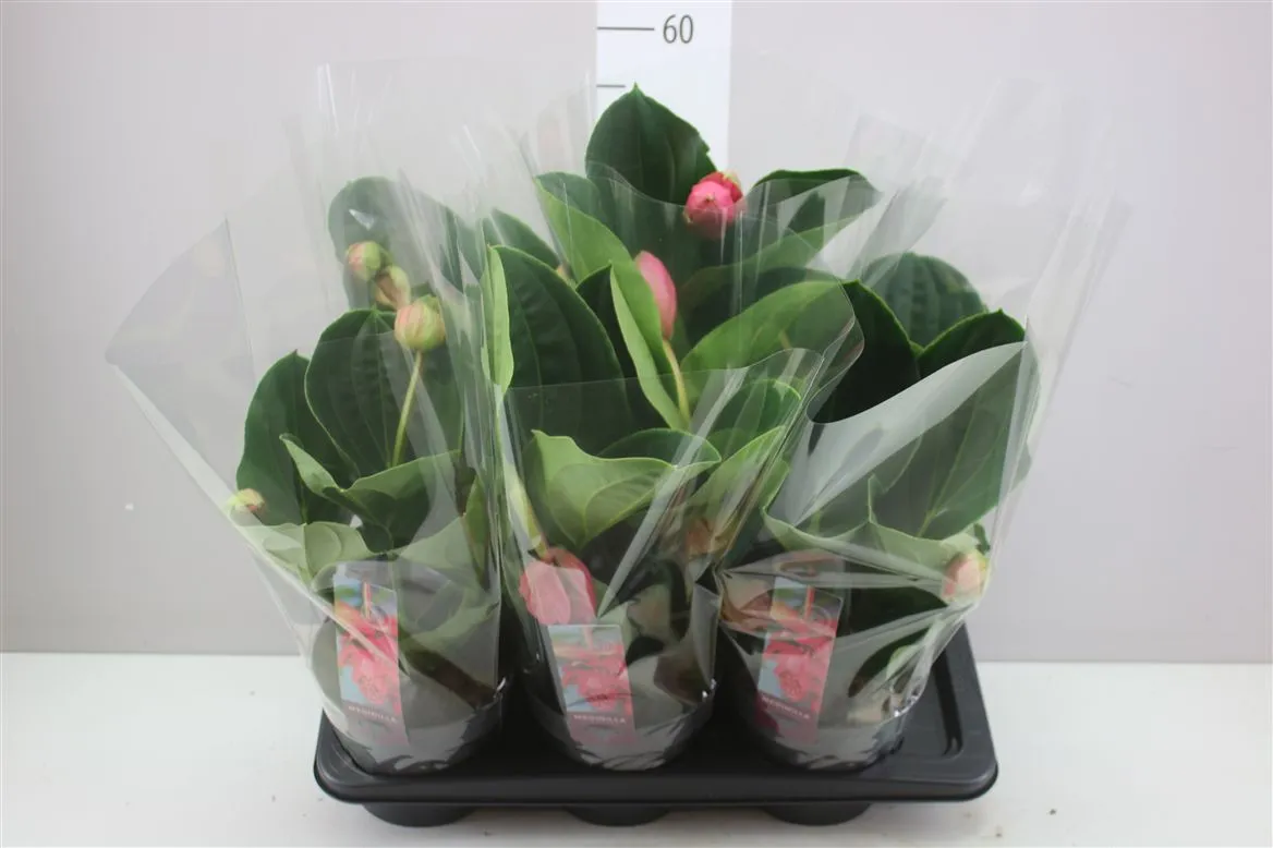 Medinilla Flamenco 2+ Pinatubo • črepník 17 cm