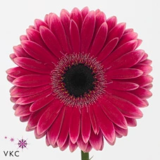 Gerbera Nuance • 45 cm